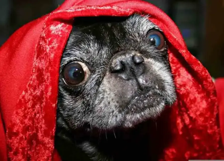 Do Pugs Smell Bad