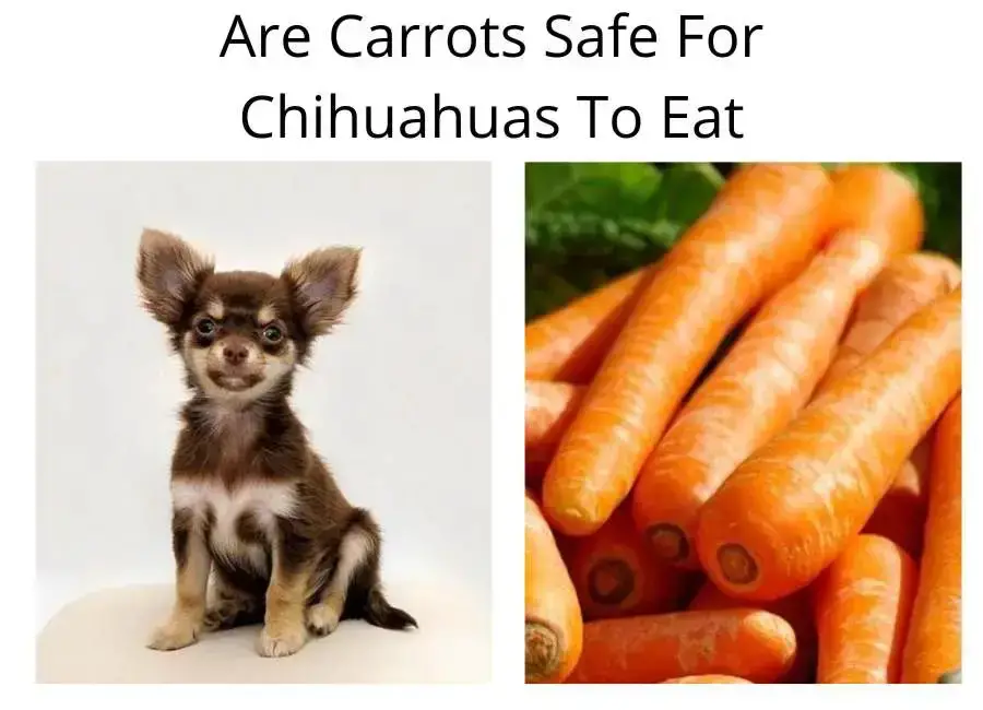 are carrots good for a pekingese