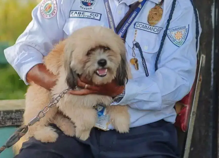 How Do I Clean My Havanese Eyes