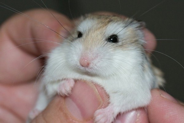 Are Hamsters Dangerous [10 Dangers To Consider]