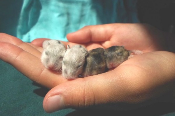 Will Hamsters Eat Their Babies