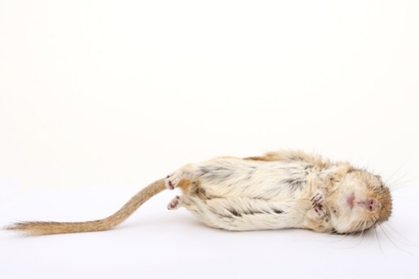 Signs Of A Dying Hamster