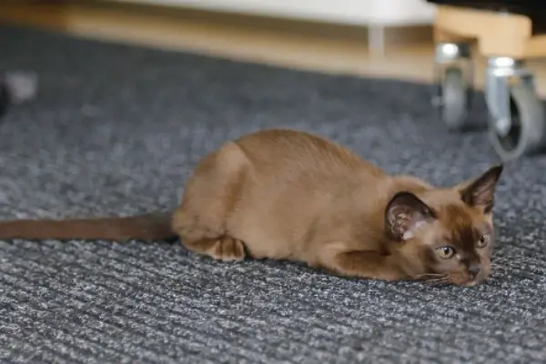 Can Burmese Cats Be Left Alone
