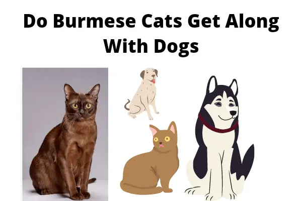 Do Burmese Cats Get Along With Dogs