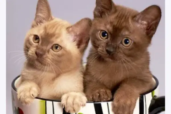 Do Burmese Cats Get Along With Other Cats