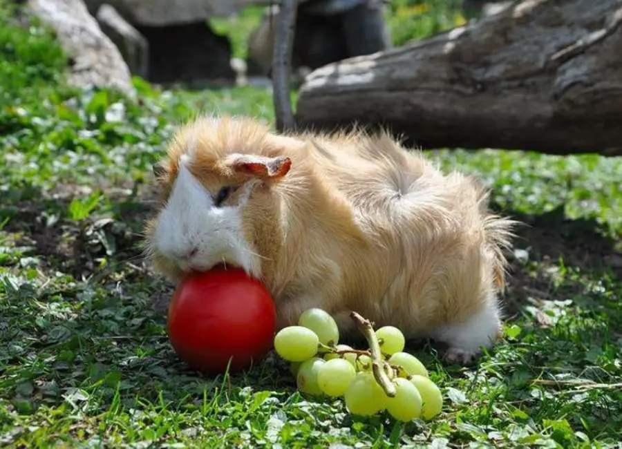 Ways To Make Your Guinea Pig Love You