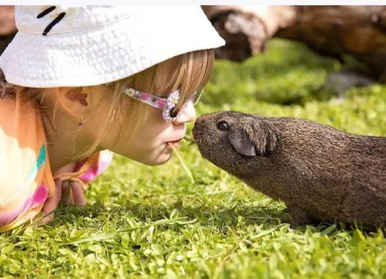11 Top Signs Your Guinea Pig Loves You