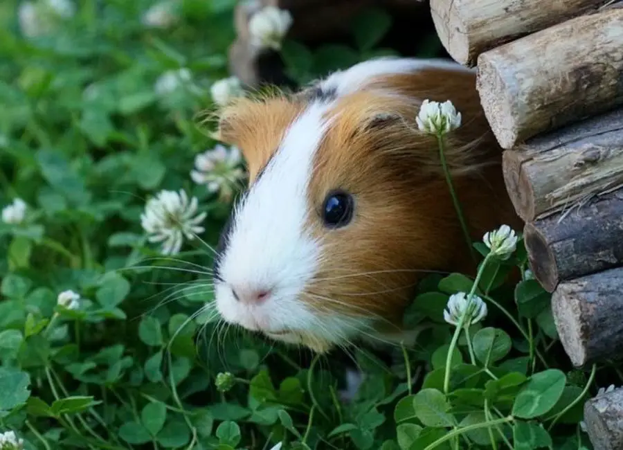 Things guinea pigs hate