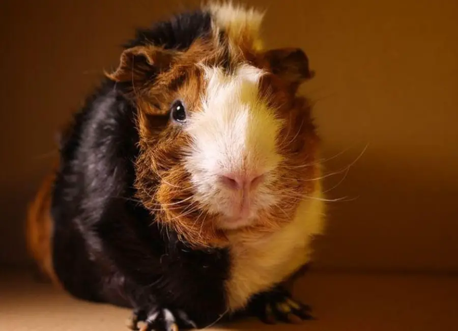 signs your guinea pig hates you