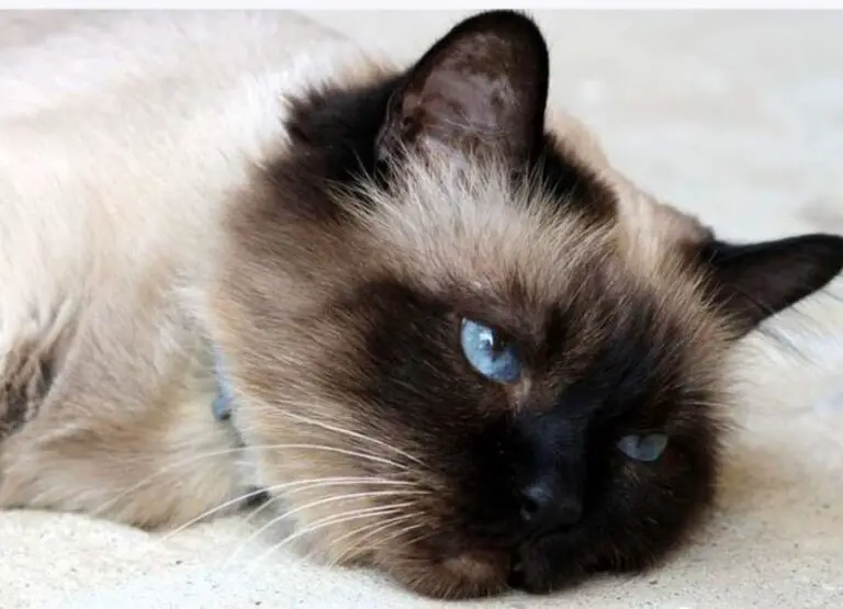 10 Factors That Might Influence Burmese Cat Life Expectancy
