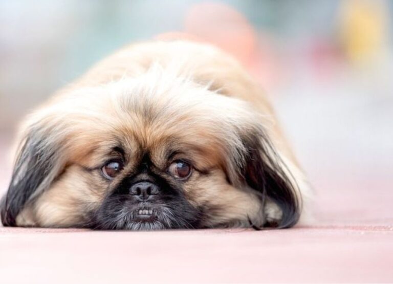 Can Pekingese Be Left Alone & For How Long