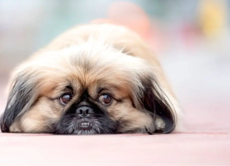 can-pekingese-be-left-alone-for-how-long