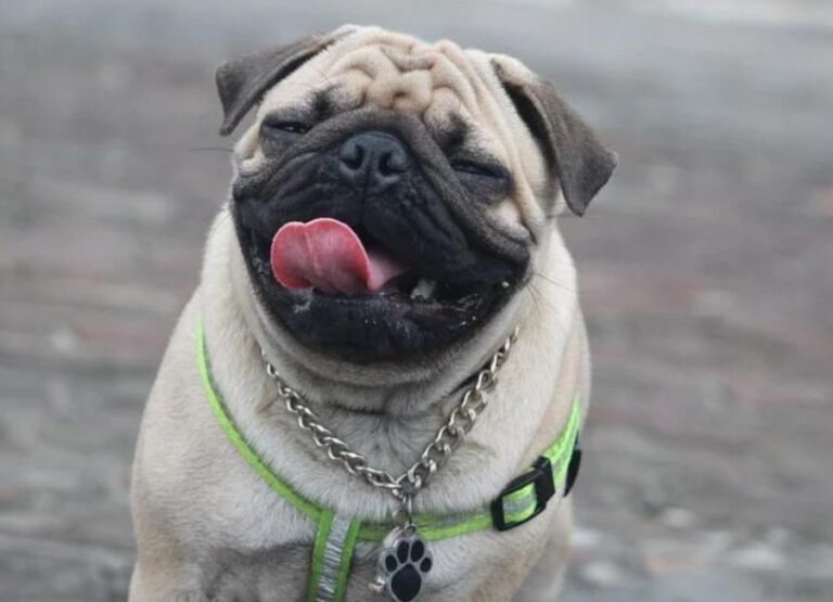 Do Pugs Have Separation Anxiety [10 Useful Tips]