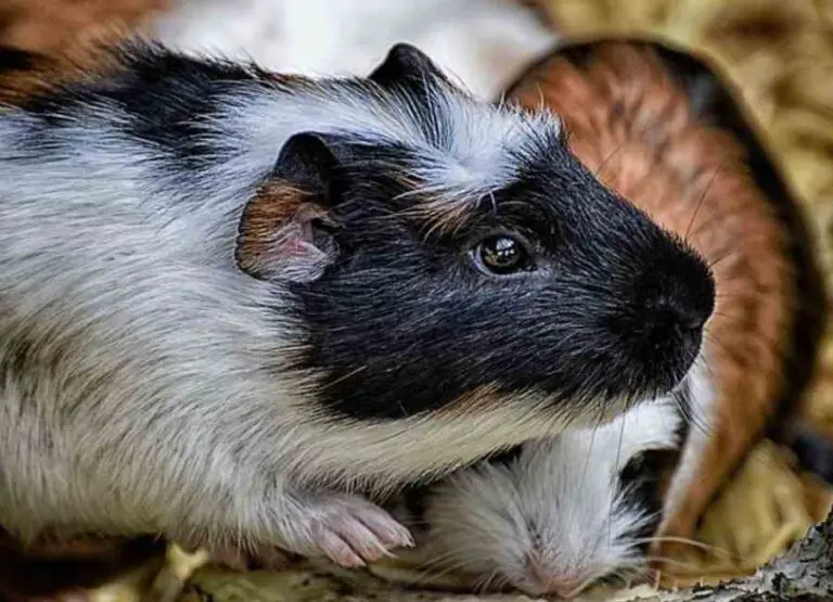 9 Top Guinea Pig Lonely Signs