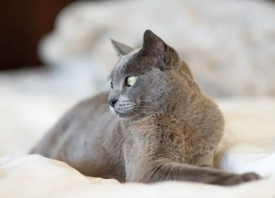 How To Care For A Burmese Cat