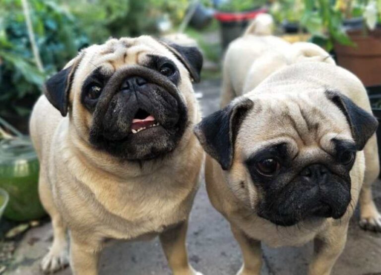 8 Best Tips On How To Care For Pugs