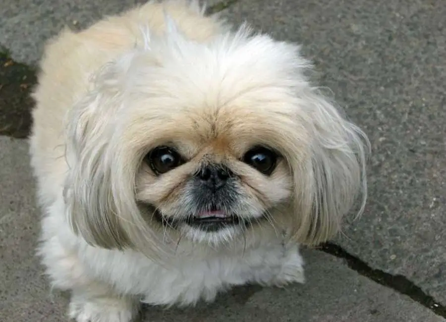 How To Care For a Pekingese