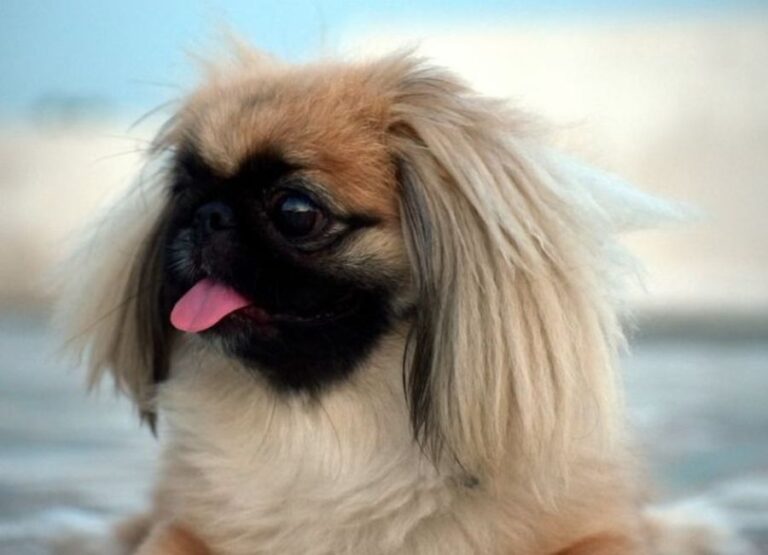 9 Causes of Pekingese Aggression & Tips