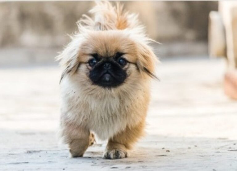 12 Pekingese Pros And Cons You Should Know