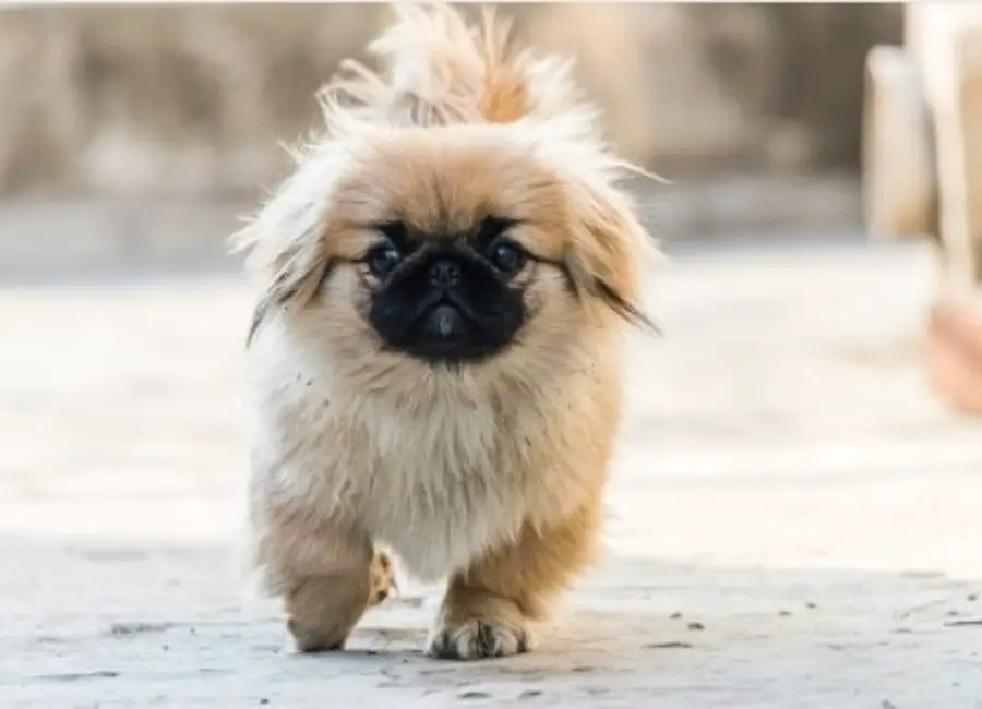 Pekingese Pros And Cons