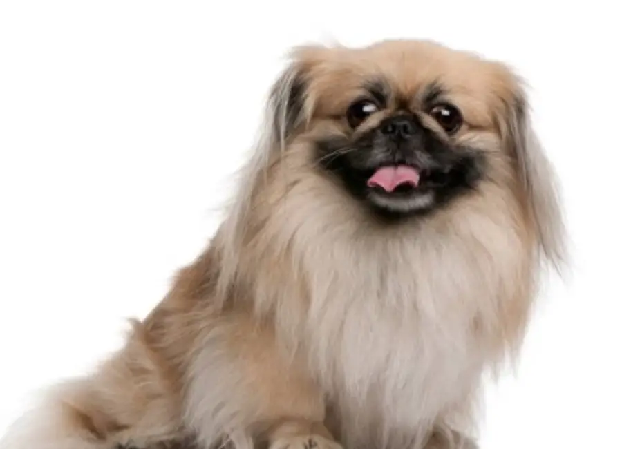 Pekingese Sick Symptoms