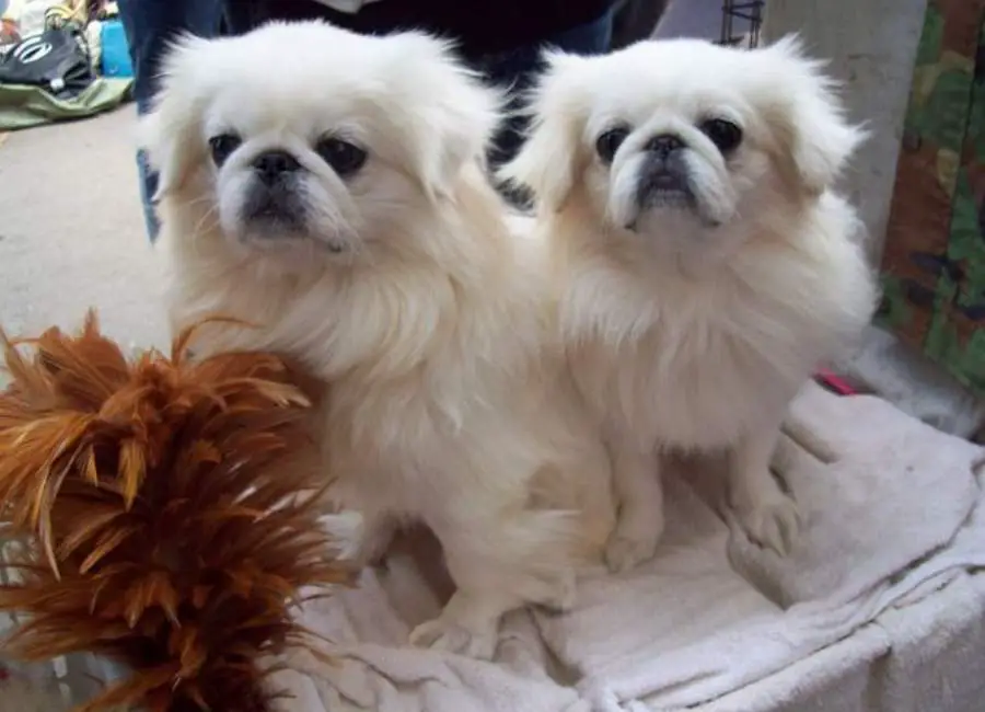 Pekingese old age symptoms and Problems