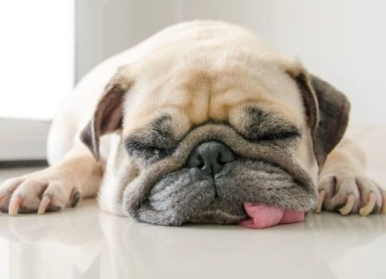 9 Most Common Pug Dying Symptoms