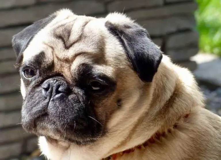 9 Factors That Might Influence Pug Life Span