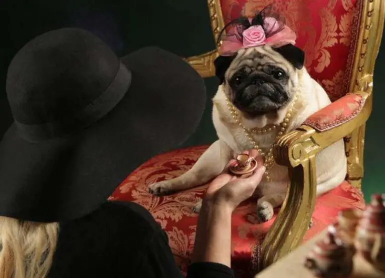 20 Pug Pros And Cons You Should Know