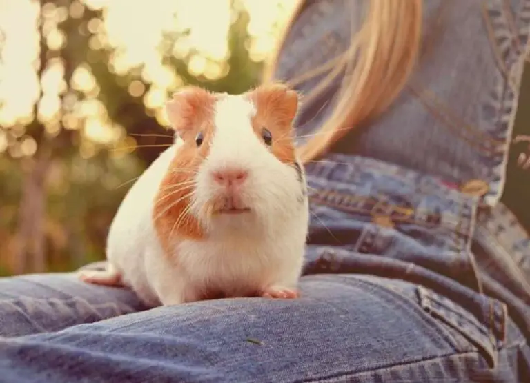 14 Top Signs Your Guinea Pig Is Happy