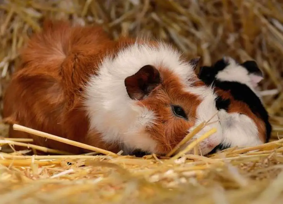 Signs your guinea pig is dying