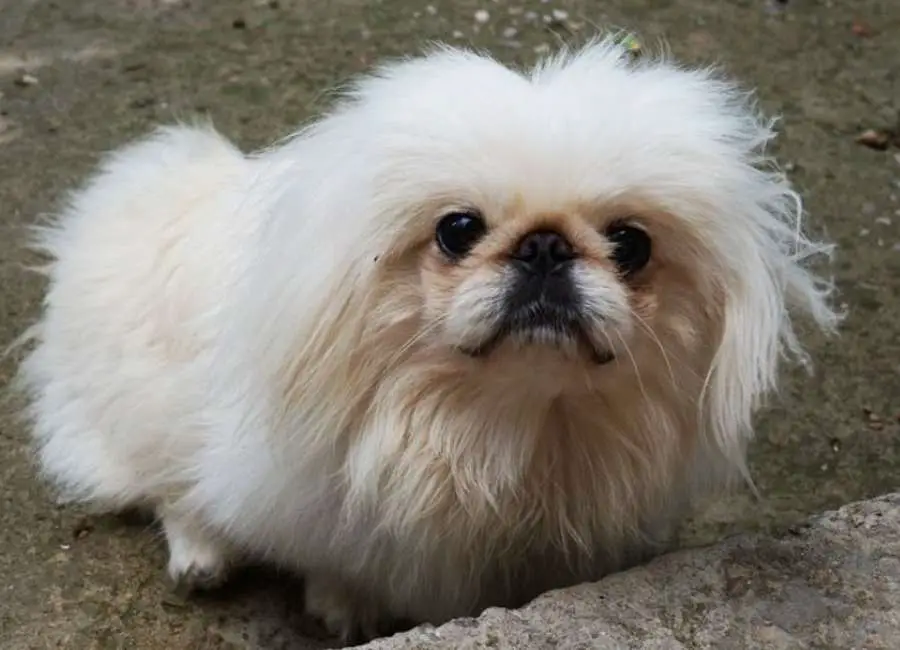 Understanding Pekingese Shedding