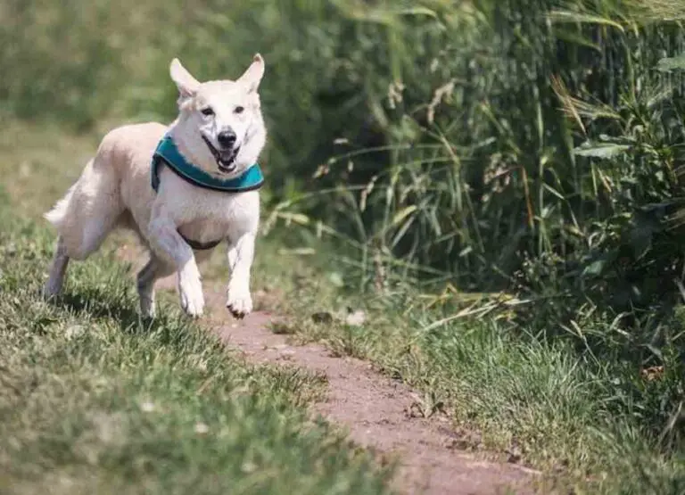 11 Ways Of Training A Dog Not To Run Away