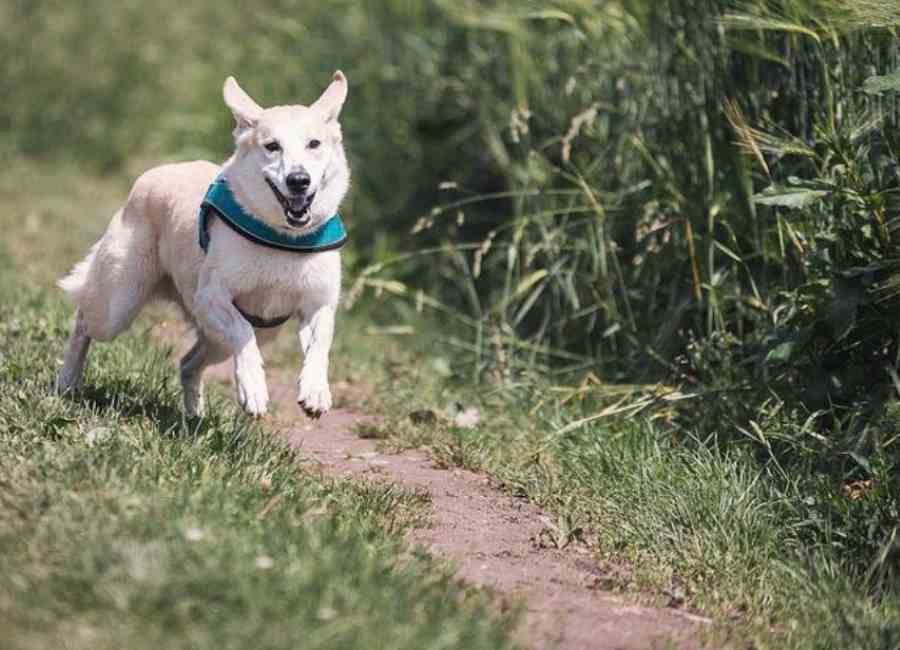 Ways Of Training A Dog Not To Run Away