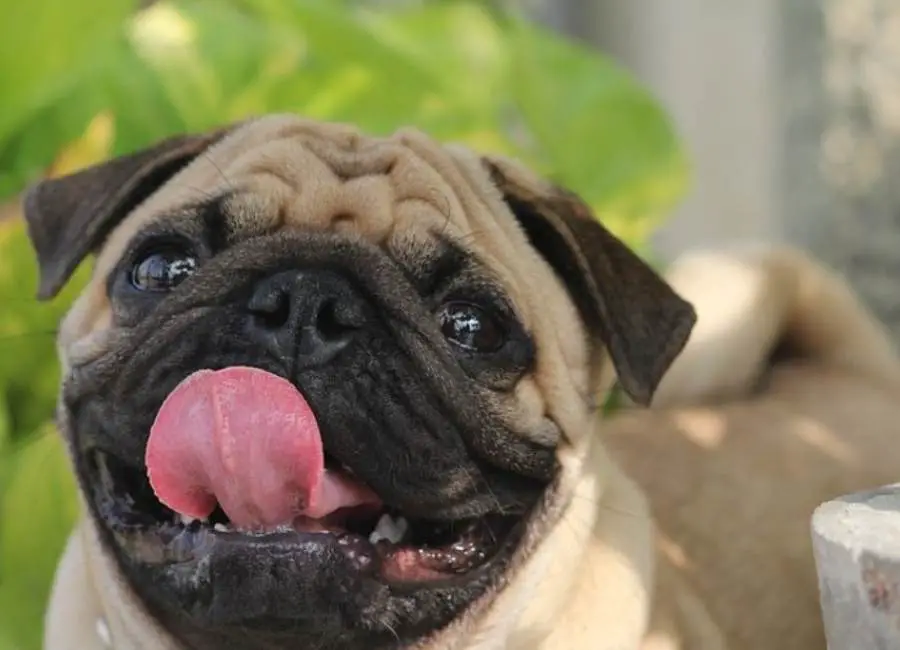 Ways To Discipline a Pug