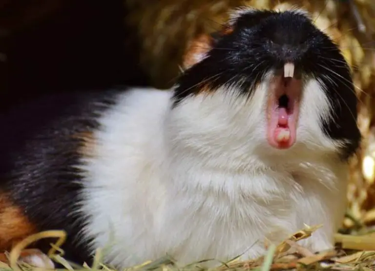 9 Reasons Why Guinea Pigs Bite