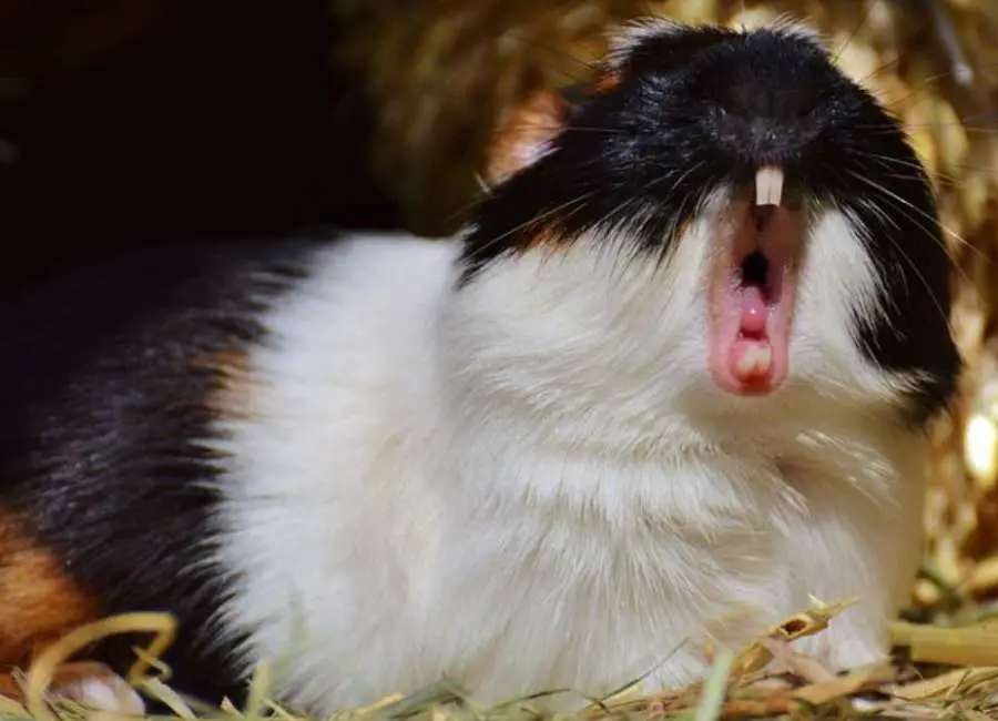 Why Guinea Pigs Bite