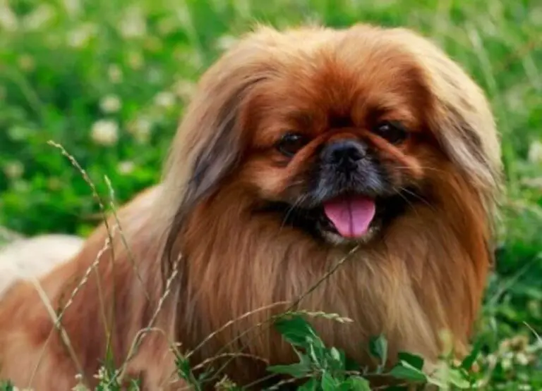 Why Is My Pekingese Barking So Much [9 Hints]