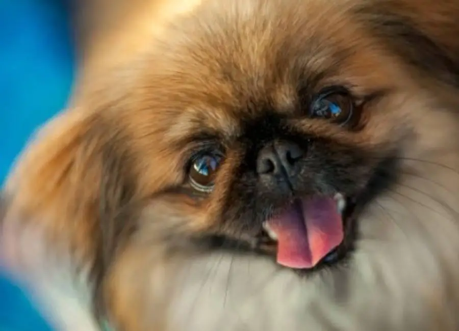 Why Is My Pekingese Biting