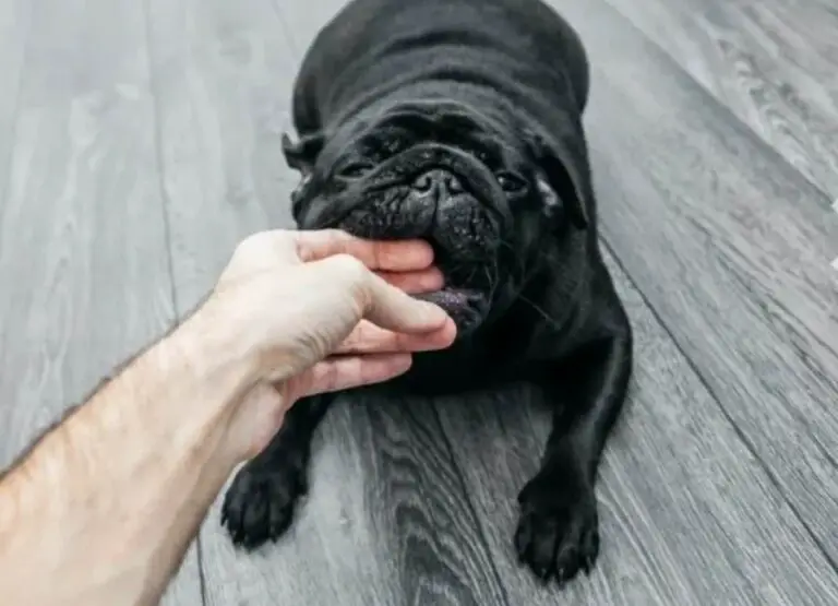 Why Is My Pug Biting [See 9 Reasons & Tips]