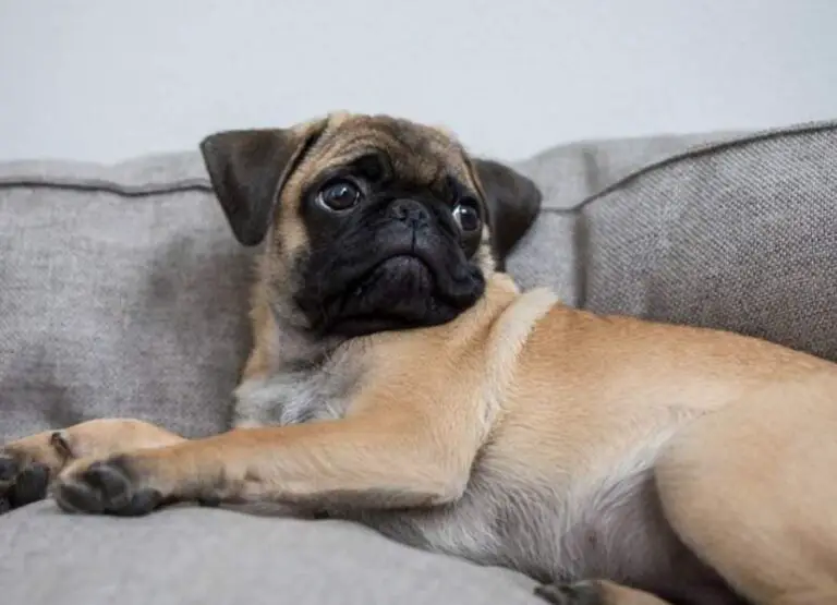 Why Is My Pug Shaking [See 10 Reasons]