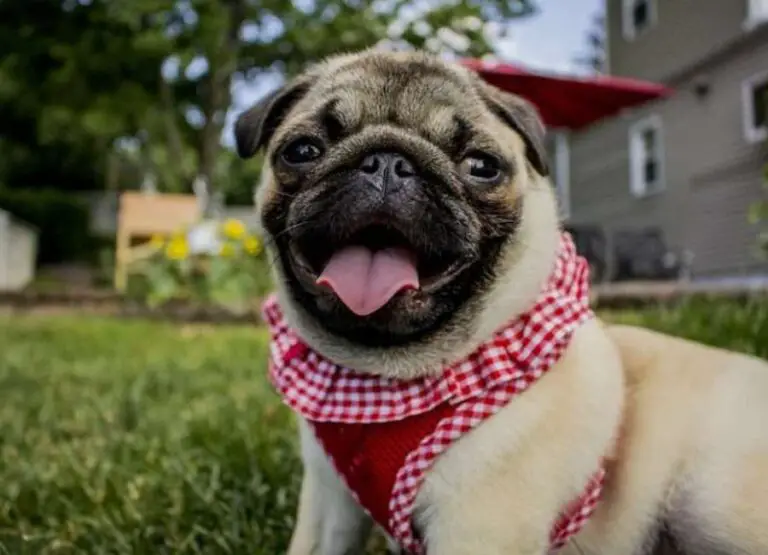 Why Is My Pug Barking a Lot [See 11 Reasons]