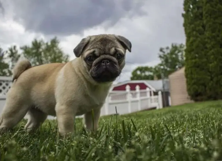 9 Interesting Reasons Why Pugs Are The Best