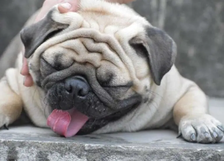 10 Potential Reasons Why Pugs Are The Worst