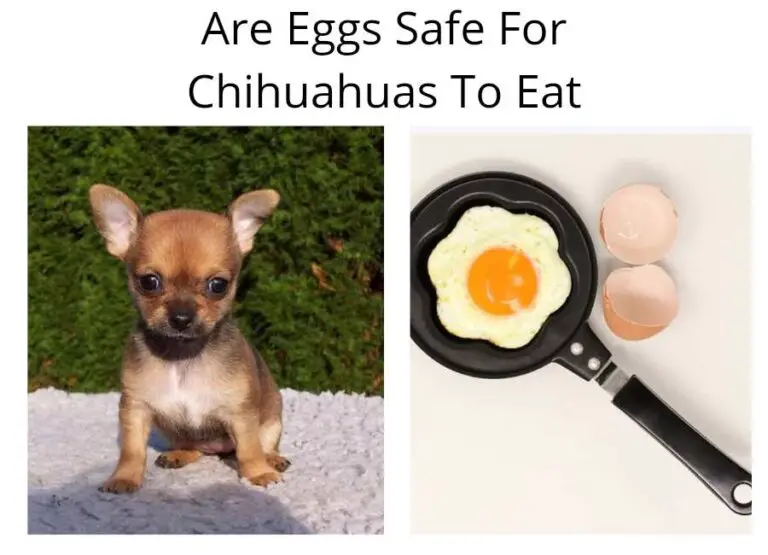 Are Eggs Safe For Chihuahuas To Eat (Answered)