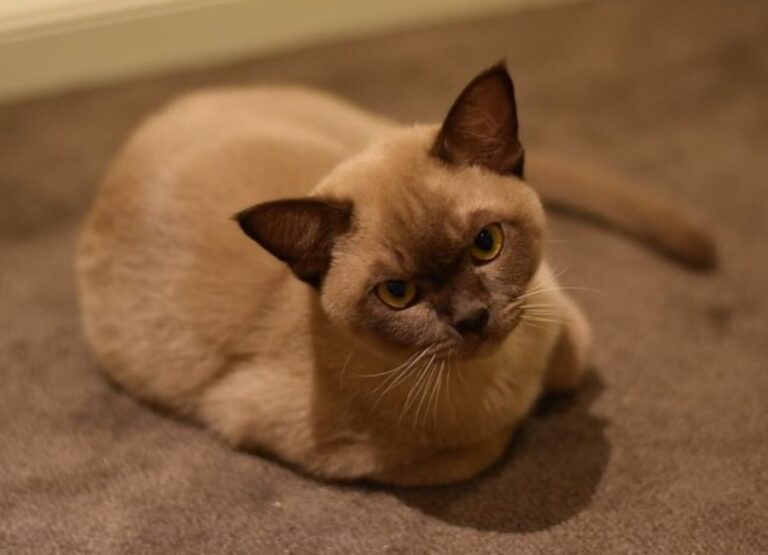 11 Burmese Cat Health Issues You Should Know