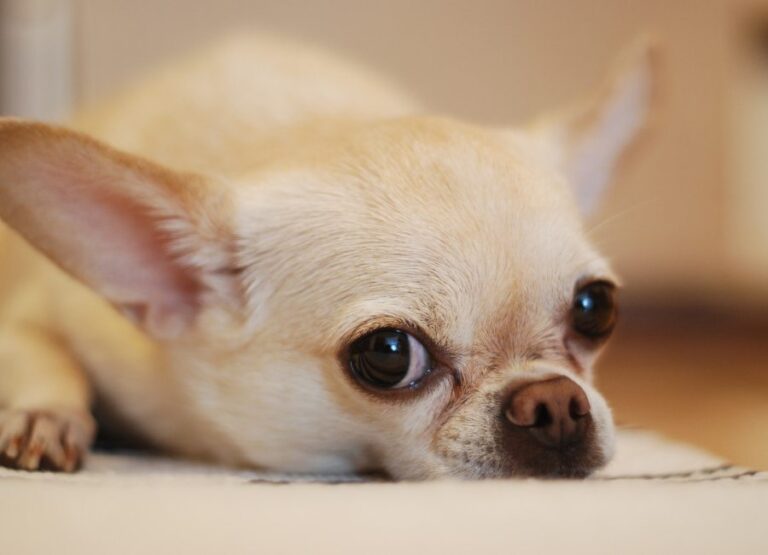 Can Chihuahuas Be Left Alone (7 Helpful Tips)