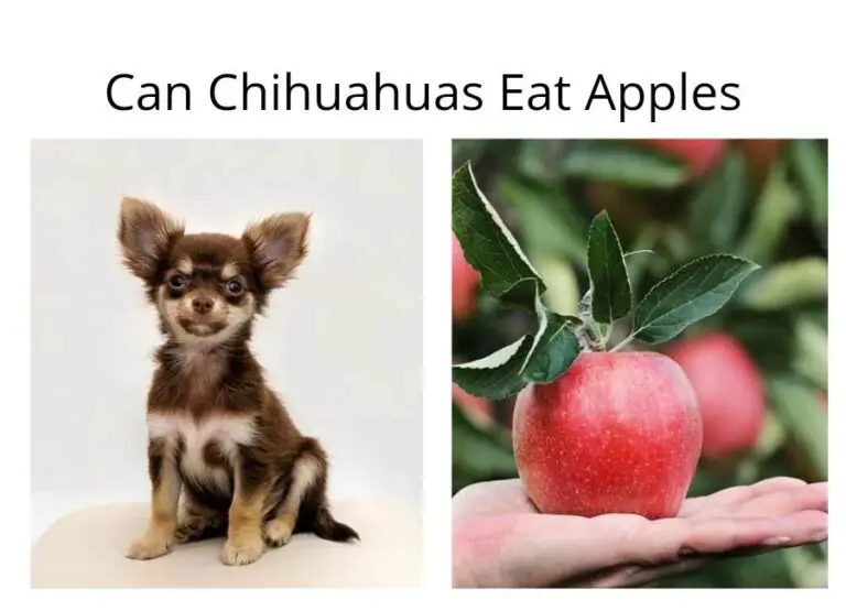 Can Chihuahuas Eat Apples [Answered]