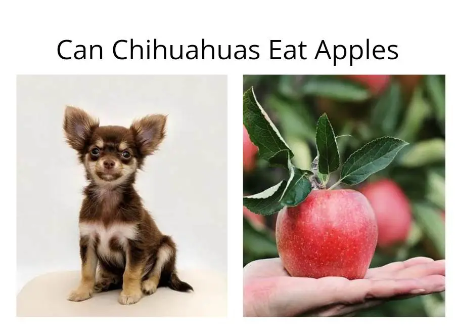 Can Chihuahuas Eat Apples