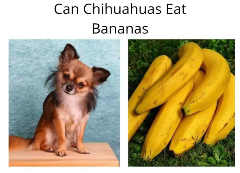 Can Chihuahuas Eat Bananas (Helpful Tips)